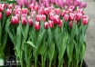 Tulipa Picardy ® (1)